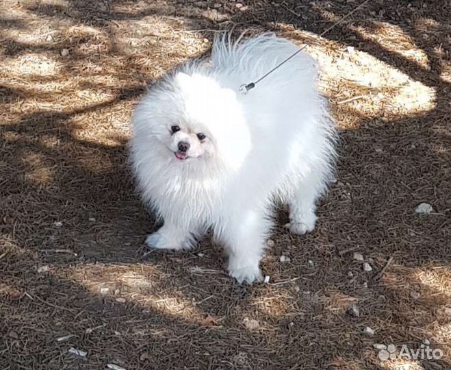 Белый шпиц мини