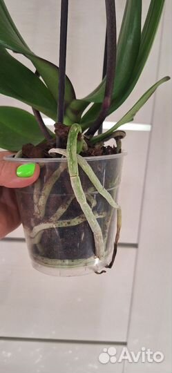 Орхидея фаленопсис Биг Лип Горячий Поцелуй