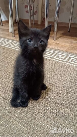 Котеночек