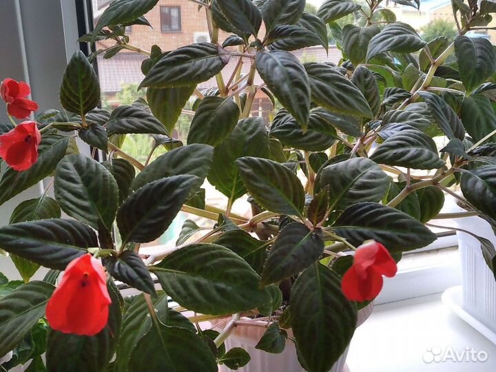 Рэо,Филодендрон,Бальзамин,Эпипремнум,Зебрина