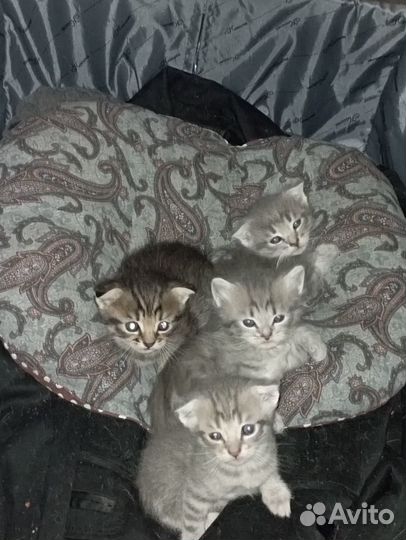 3котята вислоухие, девочка 1 прямоухая