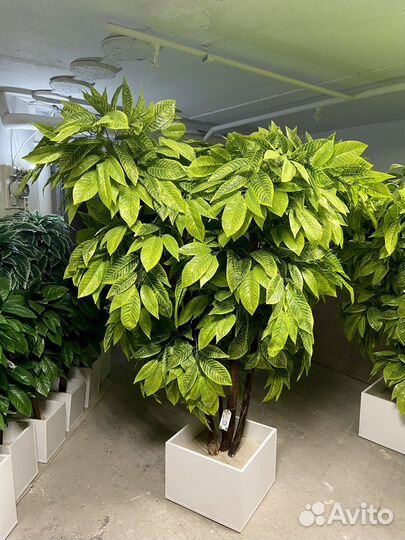 Искусственное дерево / Декоративное озеленение