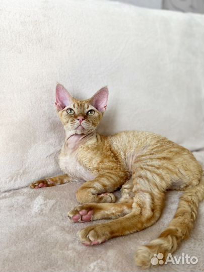 Девон-рекс вязка, вао