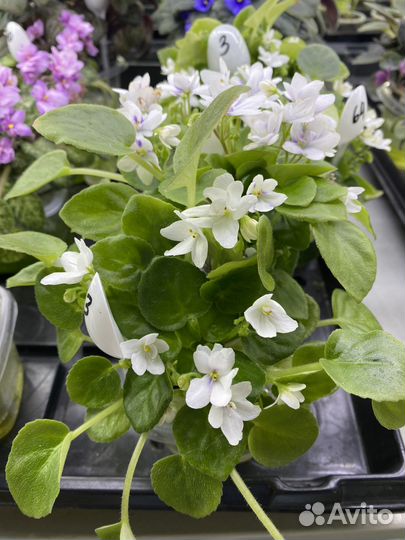 Фиалки 52 сорта