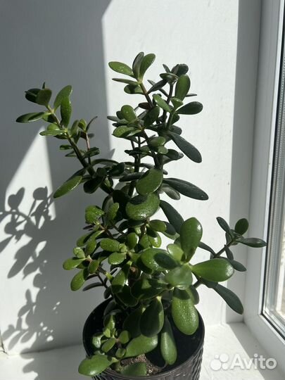 Красула толстянка (денежное дерево)