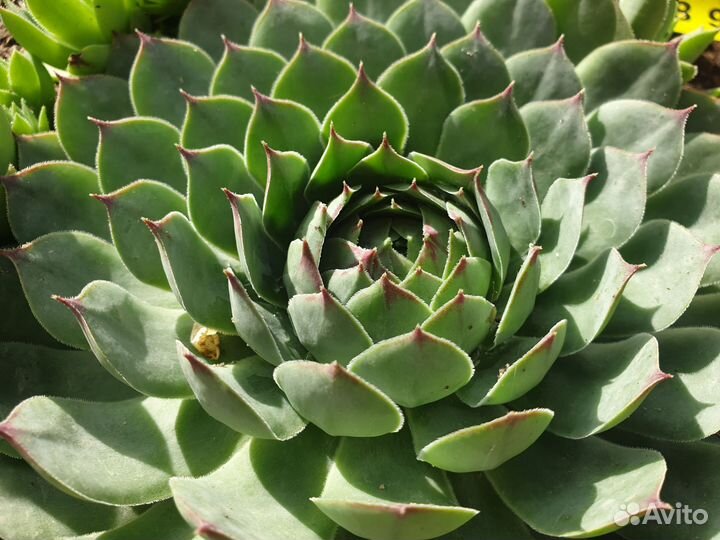 Молодило каменная роза