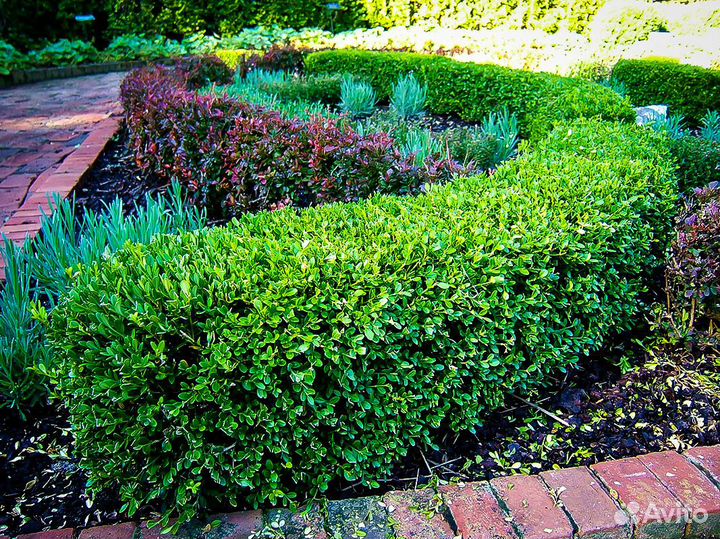 Вечнозелёный,быстрорастущий забор(бересклет)