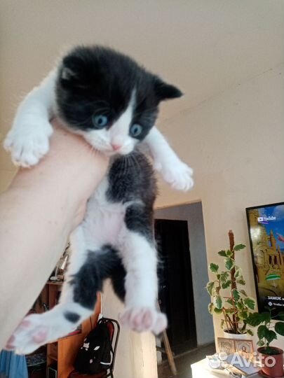 Британская