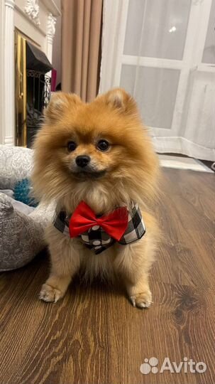 Померанский шпиц Вязка