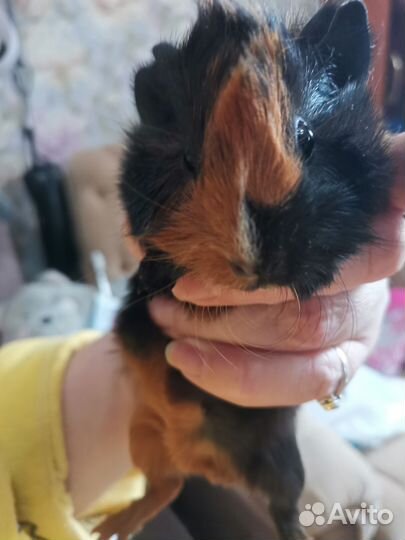 Морские свинки