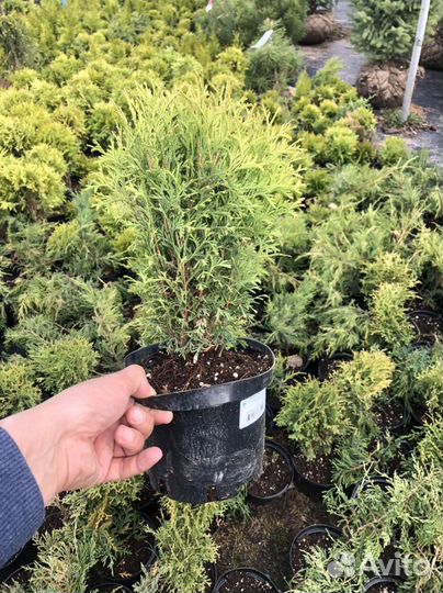 Туя шаровидная Хозери