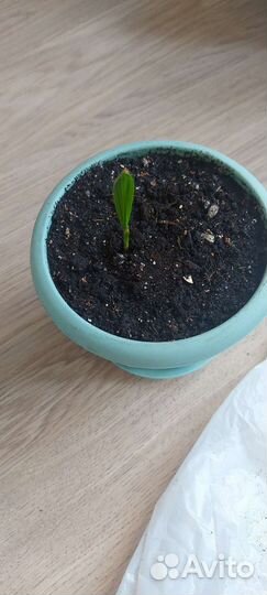 Финик канарский