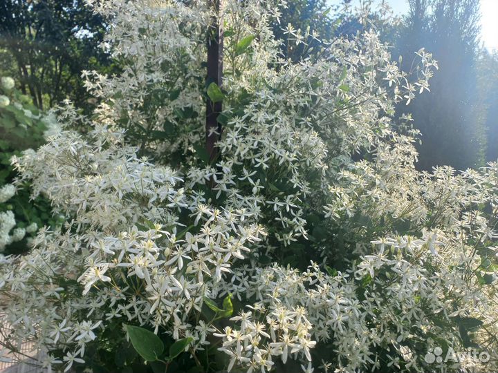 Клематис маньчжурский