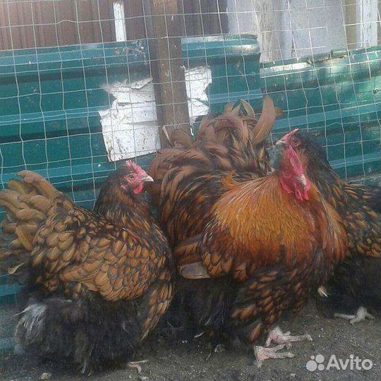 Инкубационное яйцо и цыплята породных кур