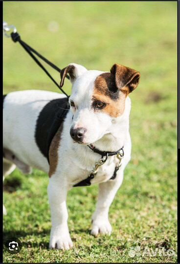 Поводок для собаки