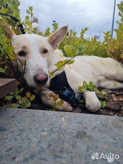 Собака в добрые руки метис бшо