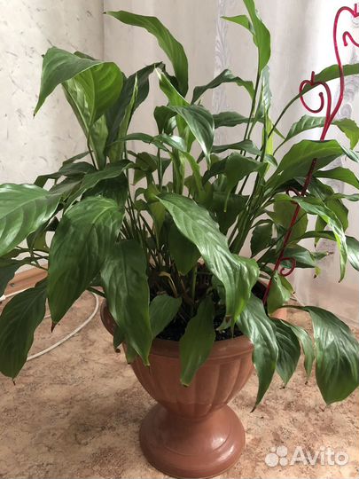 Спатифиллум