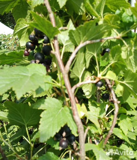 Черная и красная смородина ягода