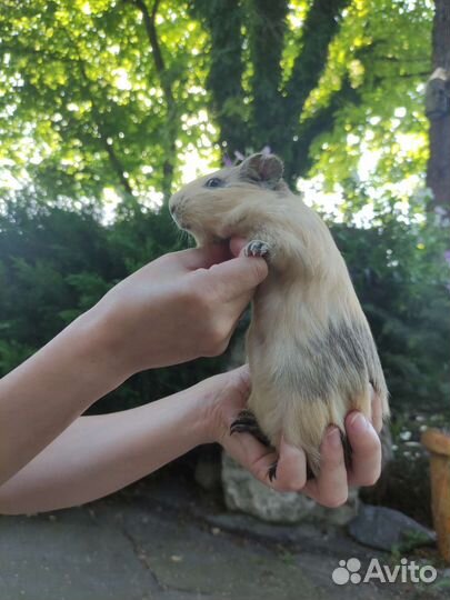 Морские свинки