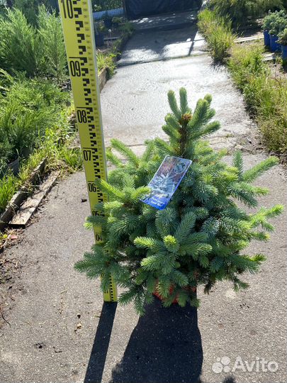 Голубая ель Super blue