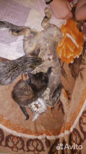 Котята в добрые руки