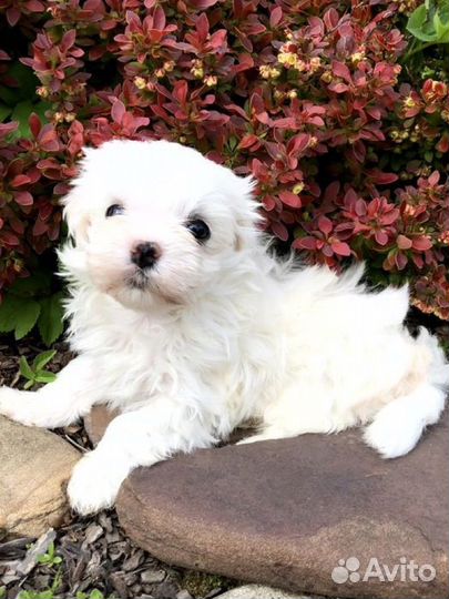 Мальчик мальтезе