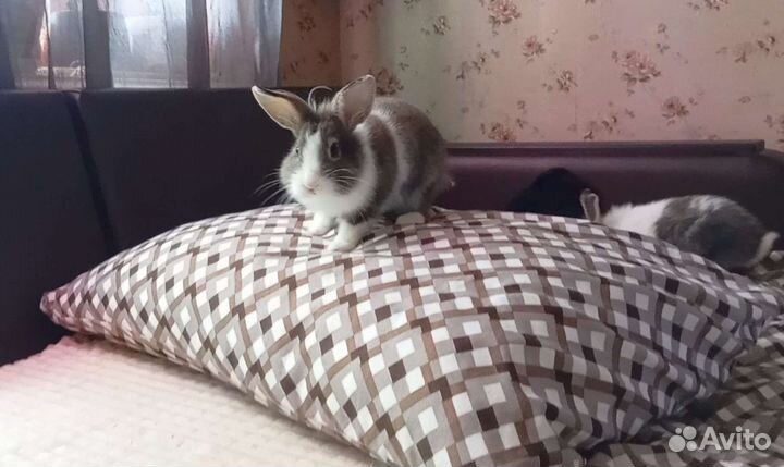 Карликовые кролики декоративные 3 месяца