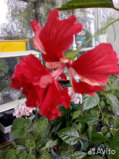 Гибискусы