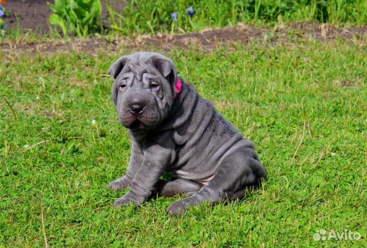 Красавцы щенки шарпея