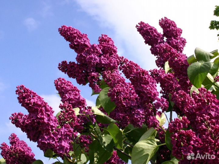 Сирень амурская махровая бордовая