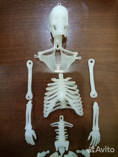 Скелет-светонакопитель Гарик, 30 см