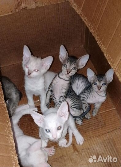 Донской сфинкс котята