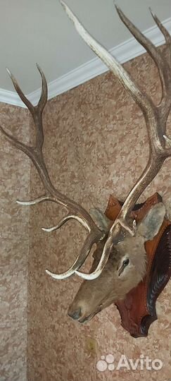 Рога оленя