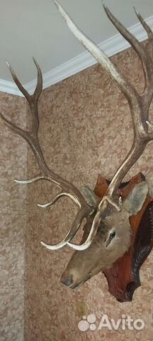Рога оленя