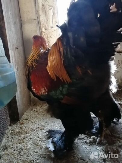Куры петухи