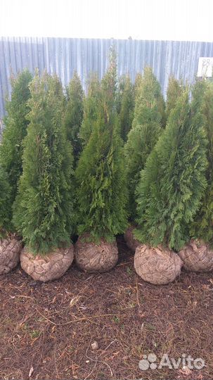Туя западная Смарагд