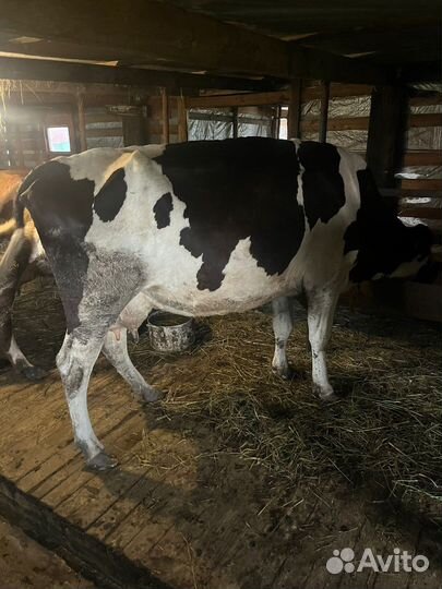 Голштинская корова