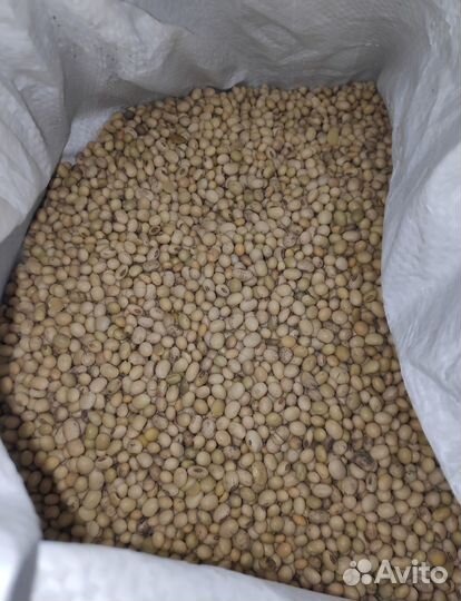 Соевые бобы без гмо