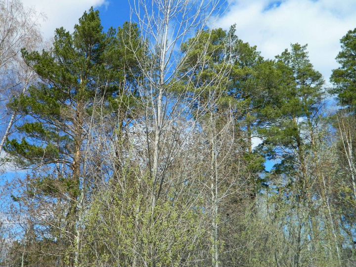 Участок 7,8 сот. (СНТ, ДНП)