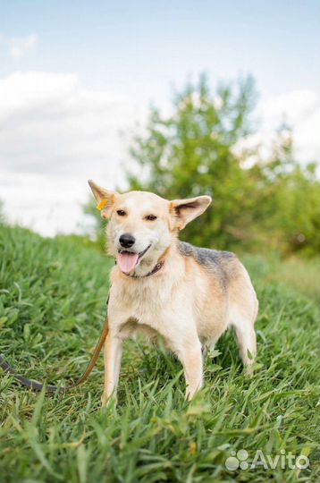 Собака из приюта в добрые руки