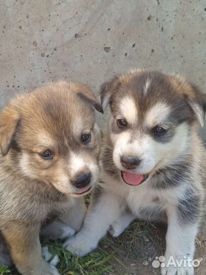 Щенки