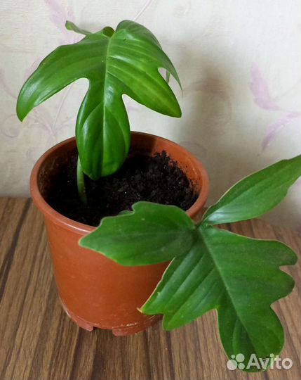 Филодендрон дольчатый