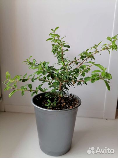 Нашия инангуенсис