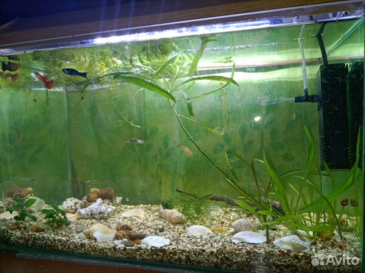 Продам аквариум с рыбками