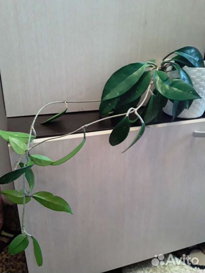 Хойя 2 стебля длина 80 см