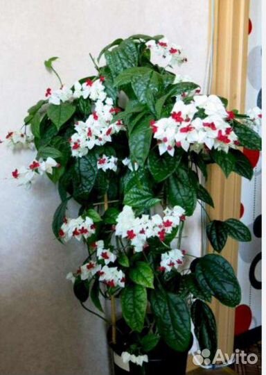 Клеродендрум