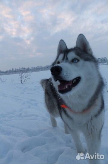Красавица Хаски в добрые руки
