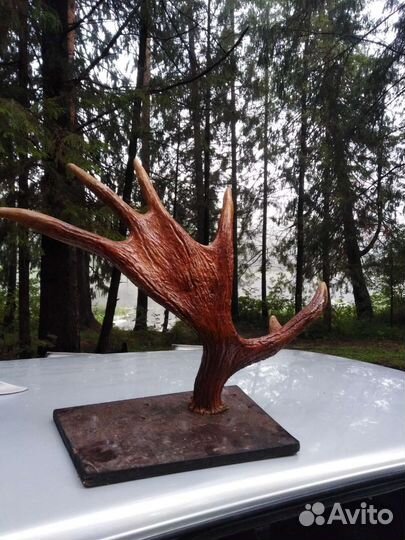 Продам рога лося