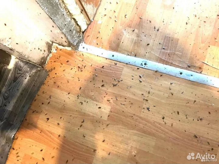 Дезинфекция. Уничтожение клопов, тараканов, мышей