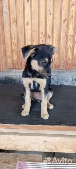 Щенок в добрые руки бесплатно